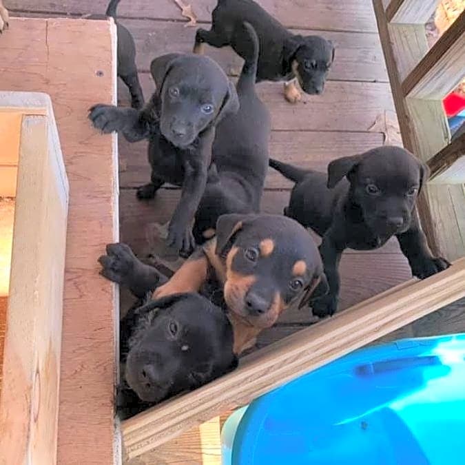 Photo of Pasta Litter