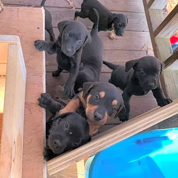 Photo of Pasta Litter