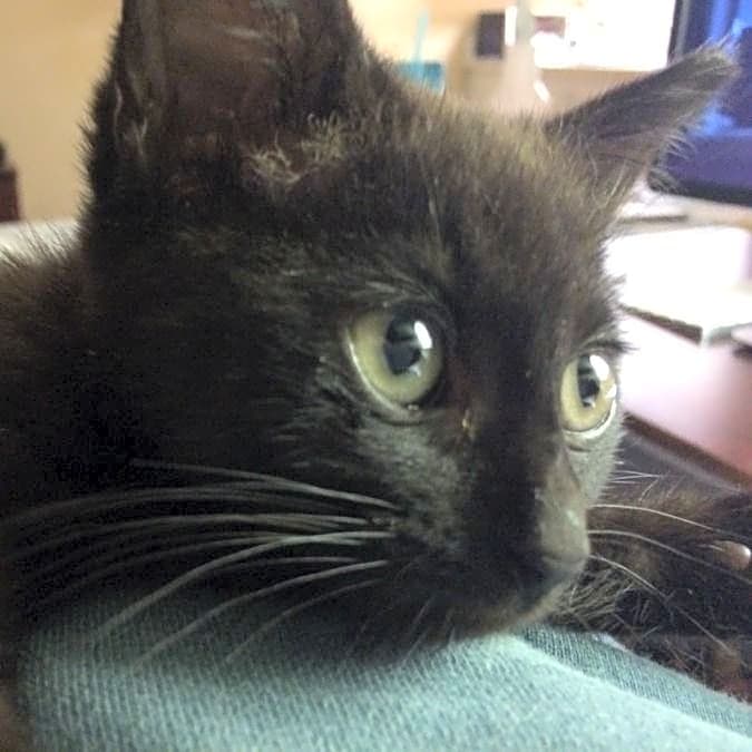 Photo of Indy