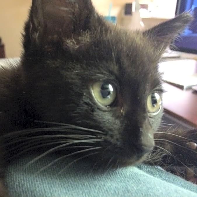 Photo of Indy