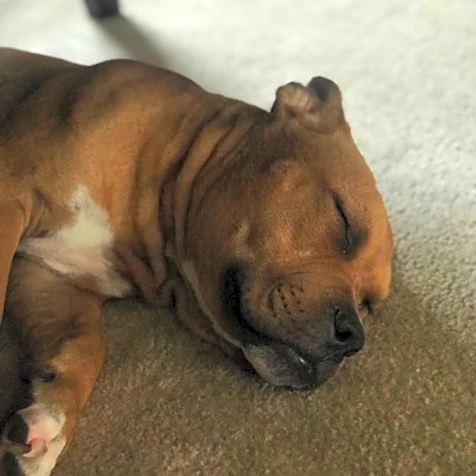Photo of Jax