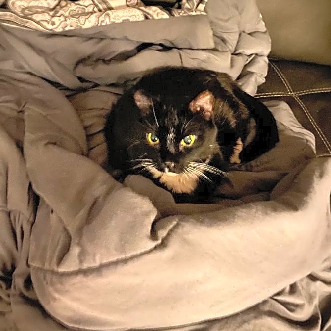 Photo of Mittens