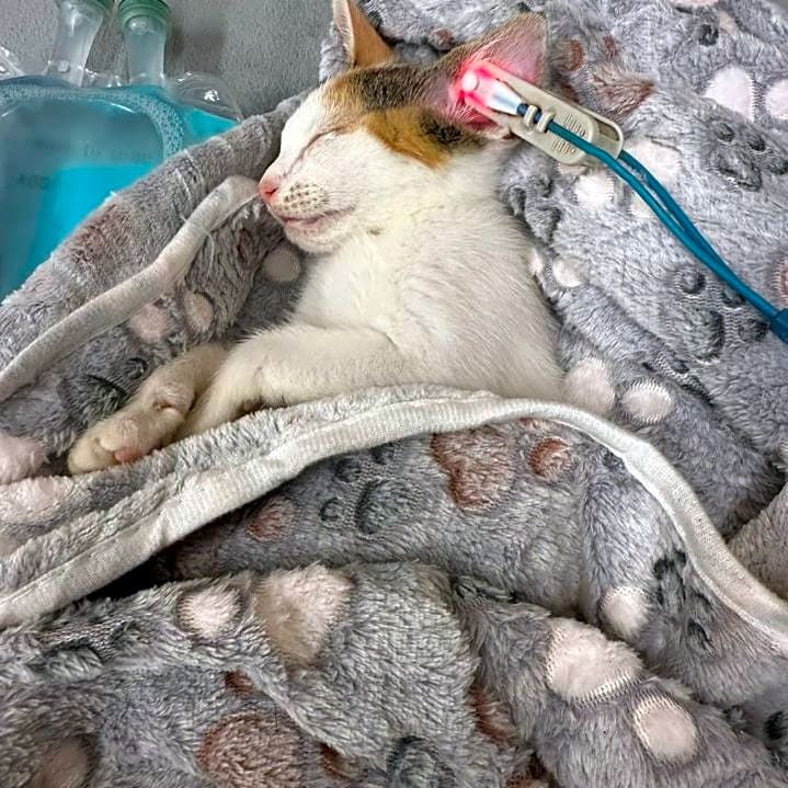 Photo of Vanilla
