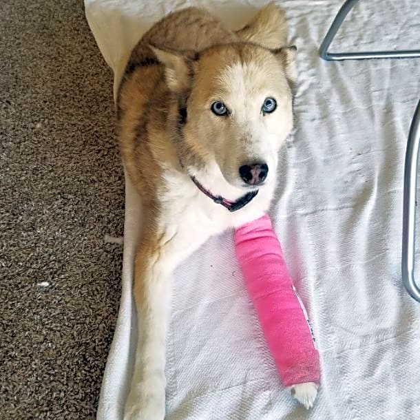 Photo of Honey