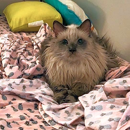 Photo of Tiki