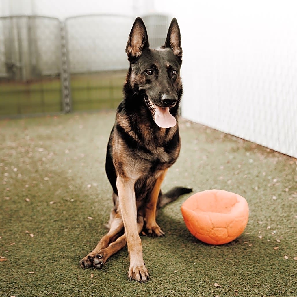 Photo of Dexter