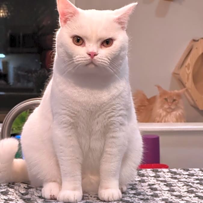 Photo of Crumpet
