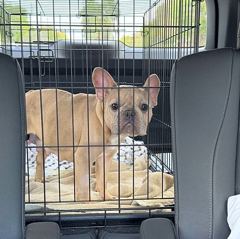 Photo of Layla and 2 puppies