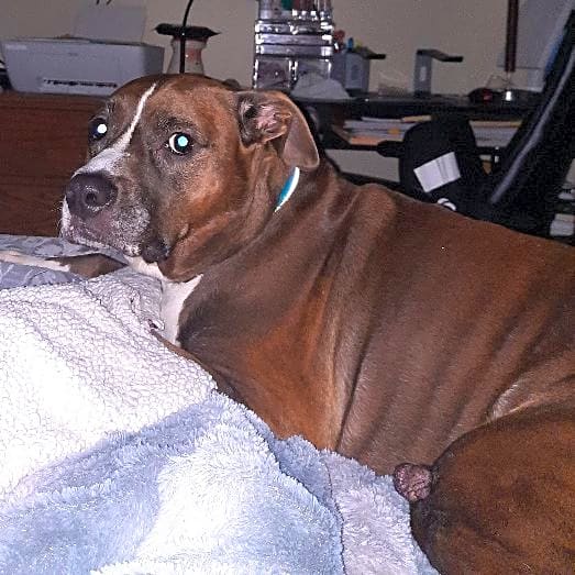 Photo of Scooter