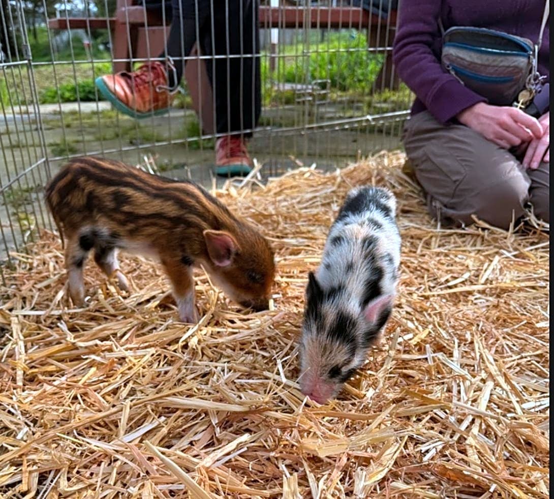 Photo of Two Pigs