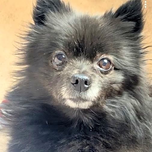Photo of Lola