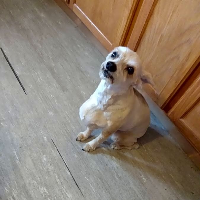 Photo of Noodle