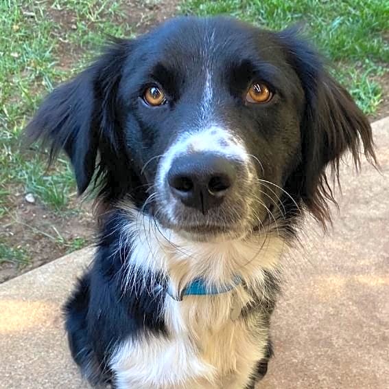 Photo of Benji