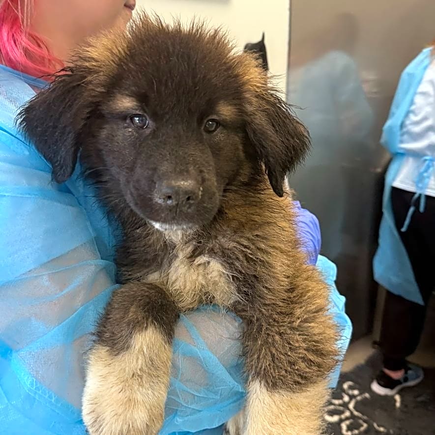 Photo of 8 Puppie