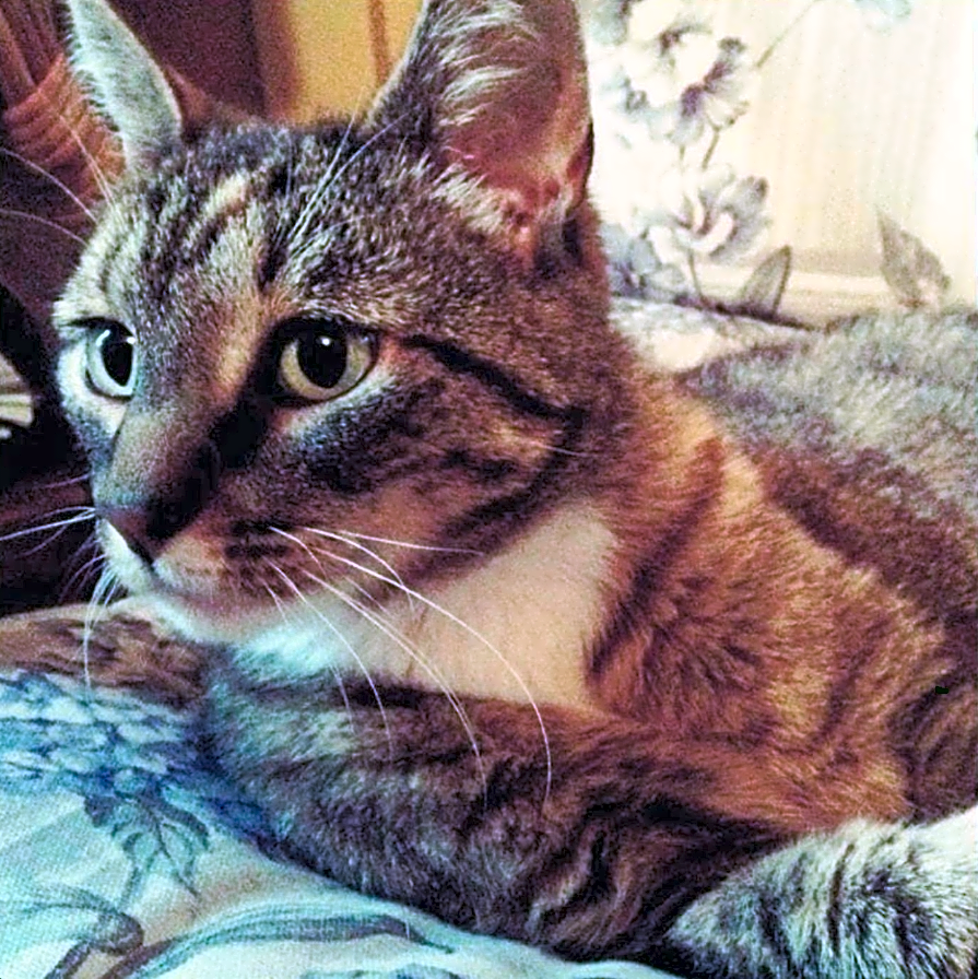 Photo of Ginger Pear