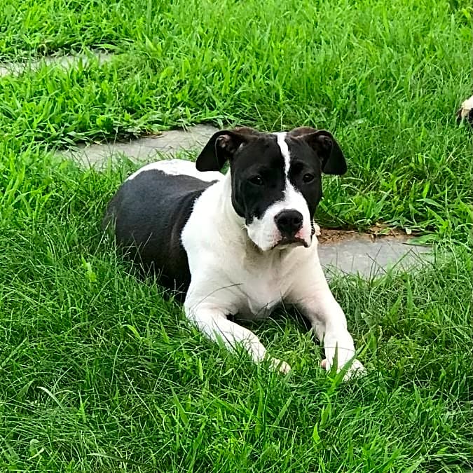 Photo of Luna