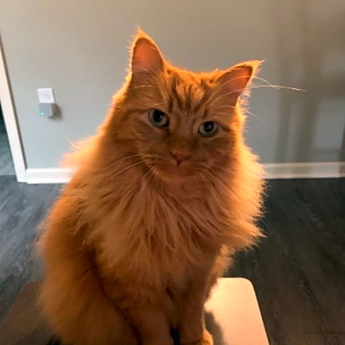 Photo of Reefy