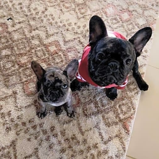 Photo of Stitch
