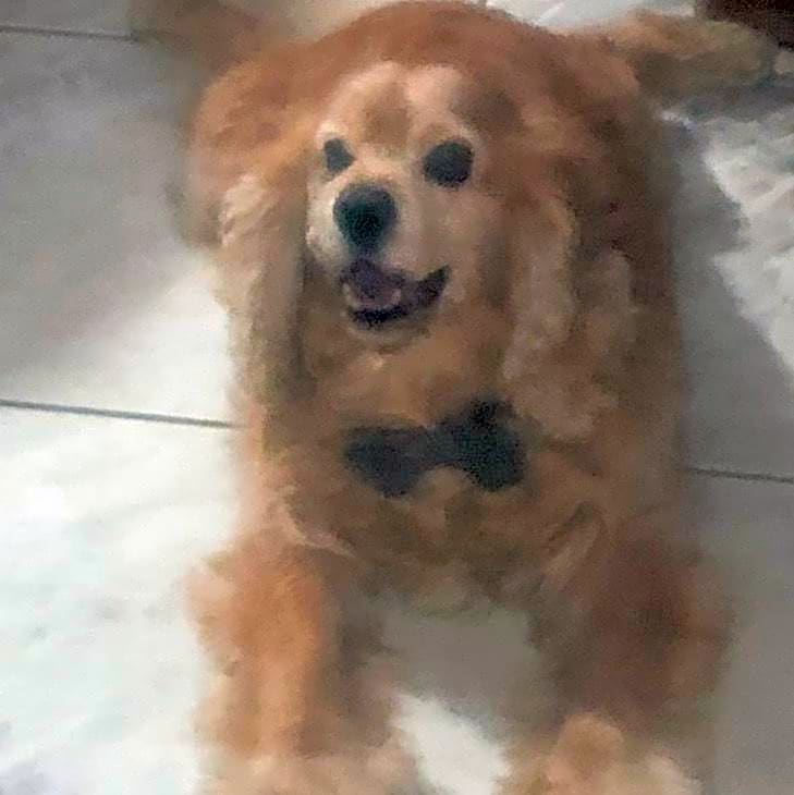 Photo of Brownie
