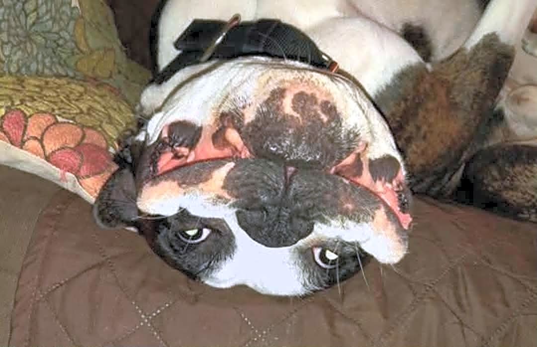 Photo of Gunner