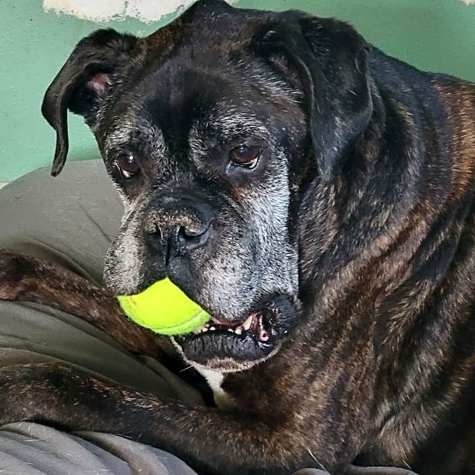 Photo of Ace