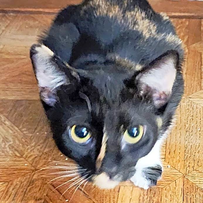 Photo of Perry Kittens