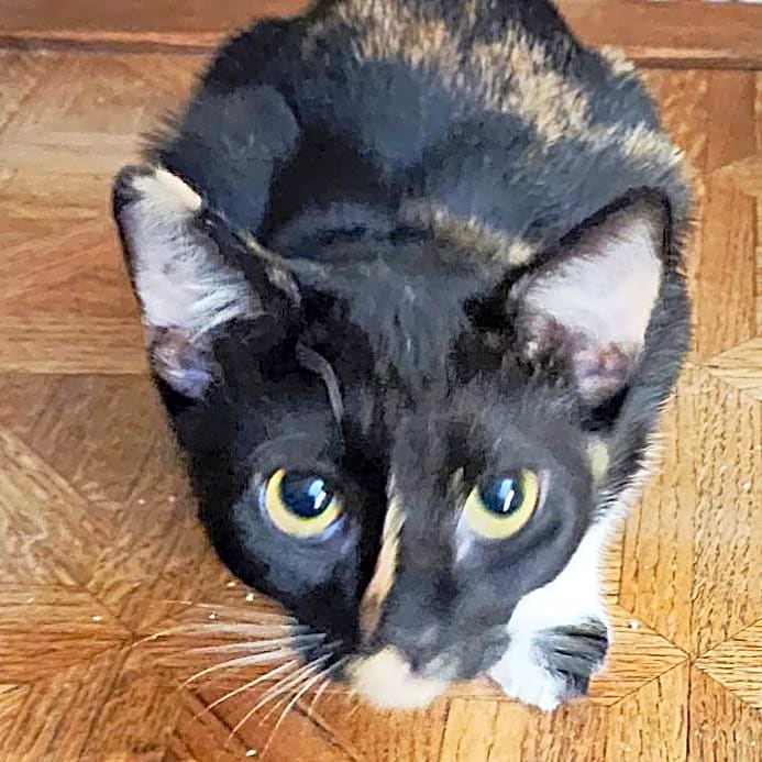 Photo of Perry Kittens