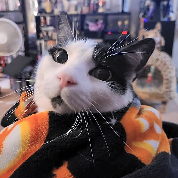 Photo of Indy
