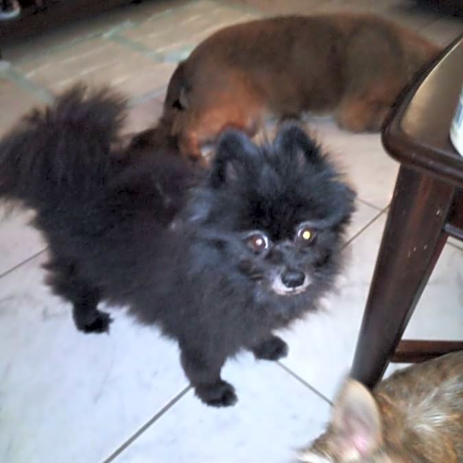Photo of Bear