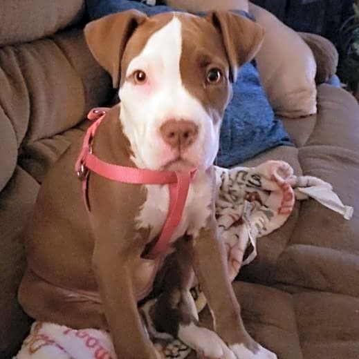 Photo of Emerson Olivia