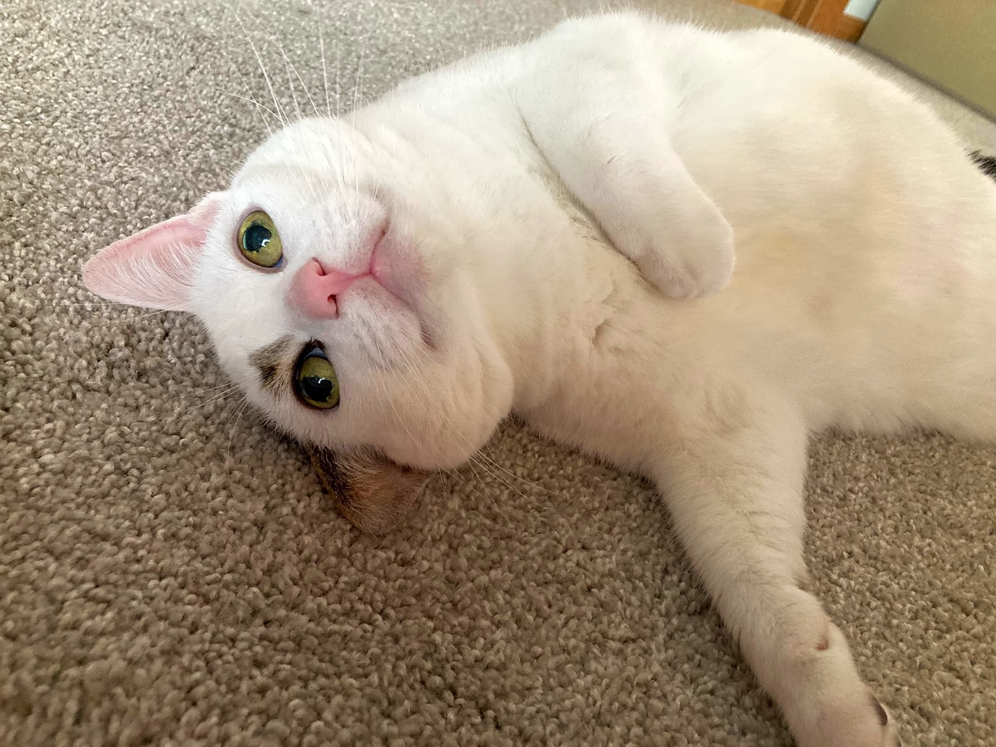 Photo of Lily