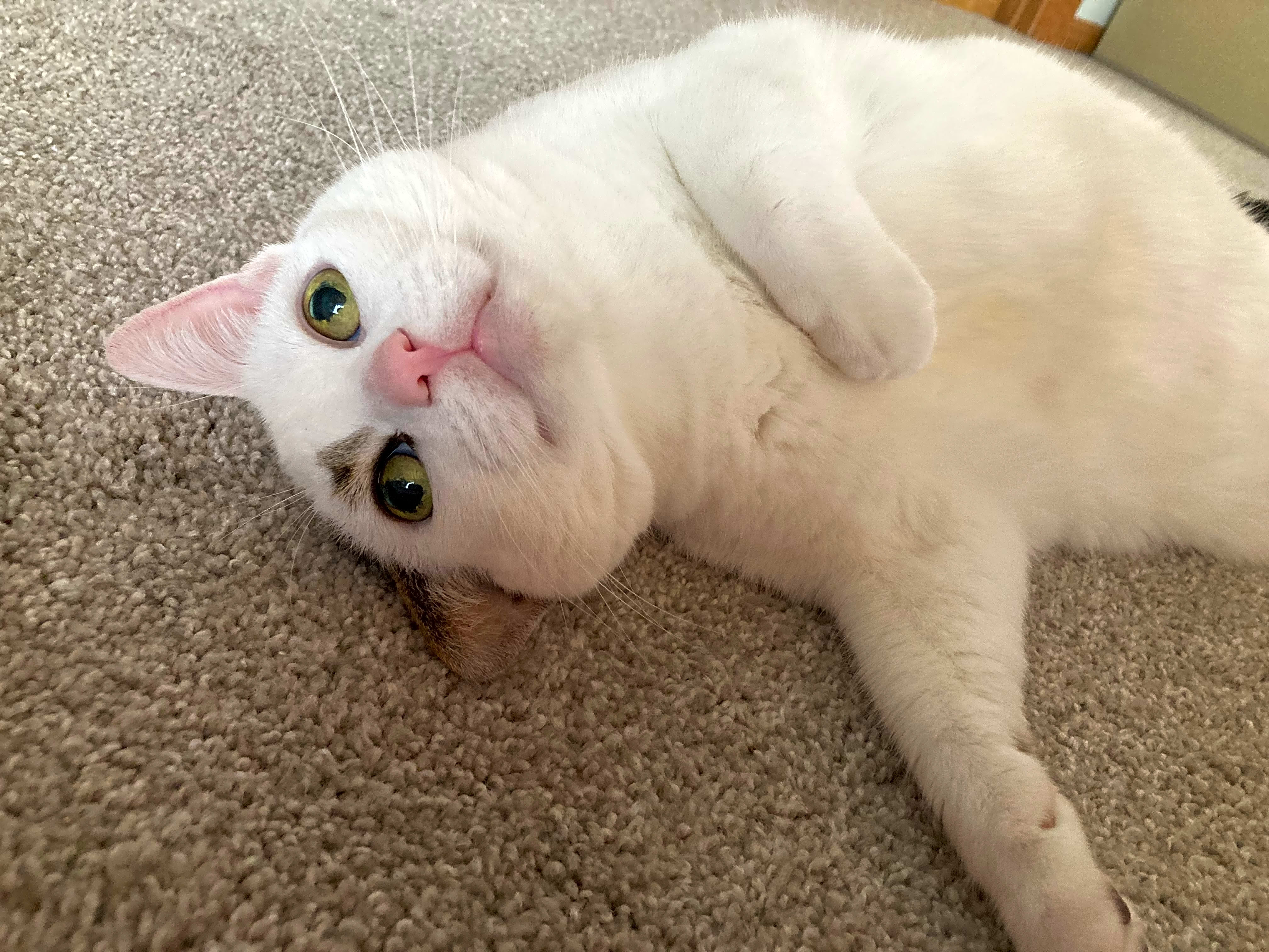 Photo of Lily