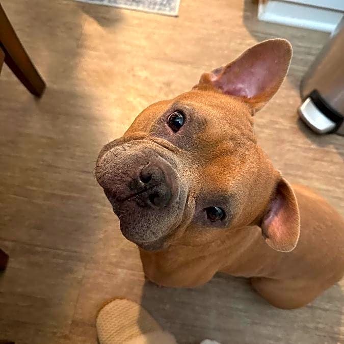 Photo of Rocky