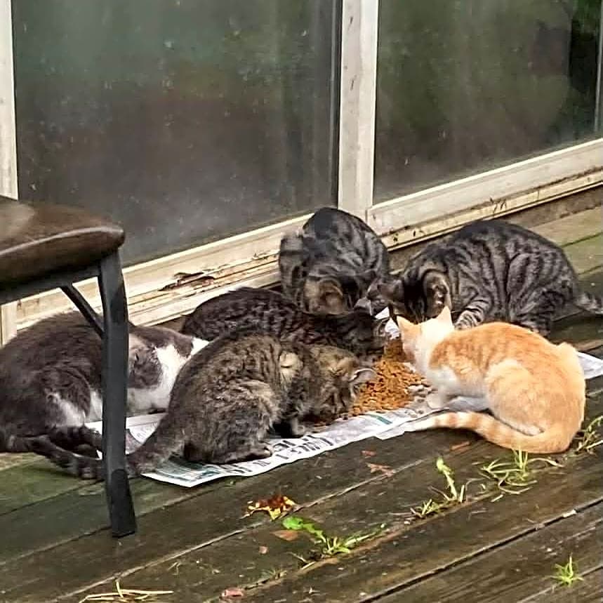 Photo of Spay and Neuter
