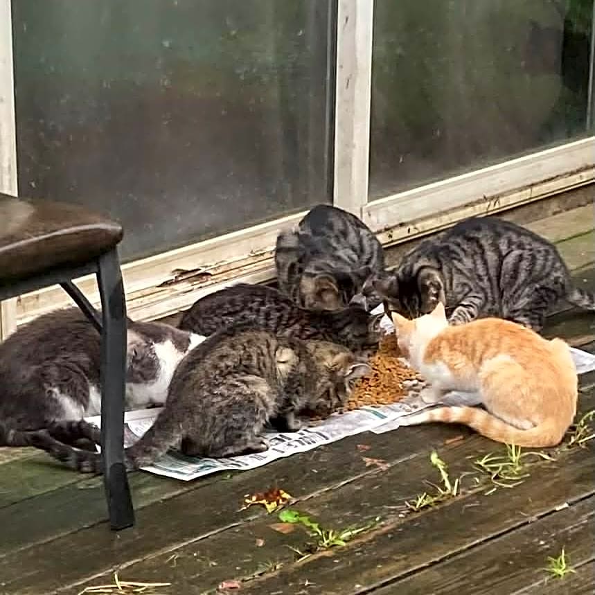 Photo of Spay and Neuter