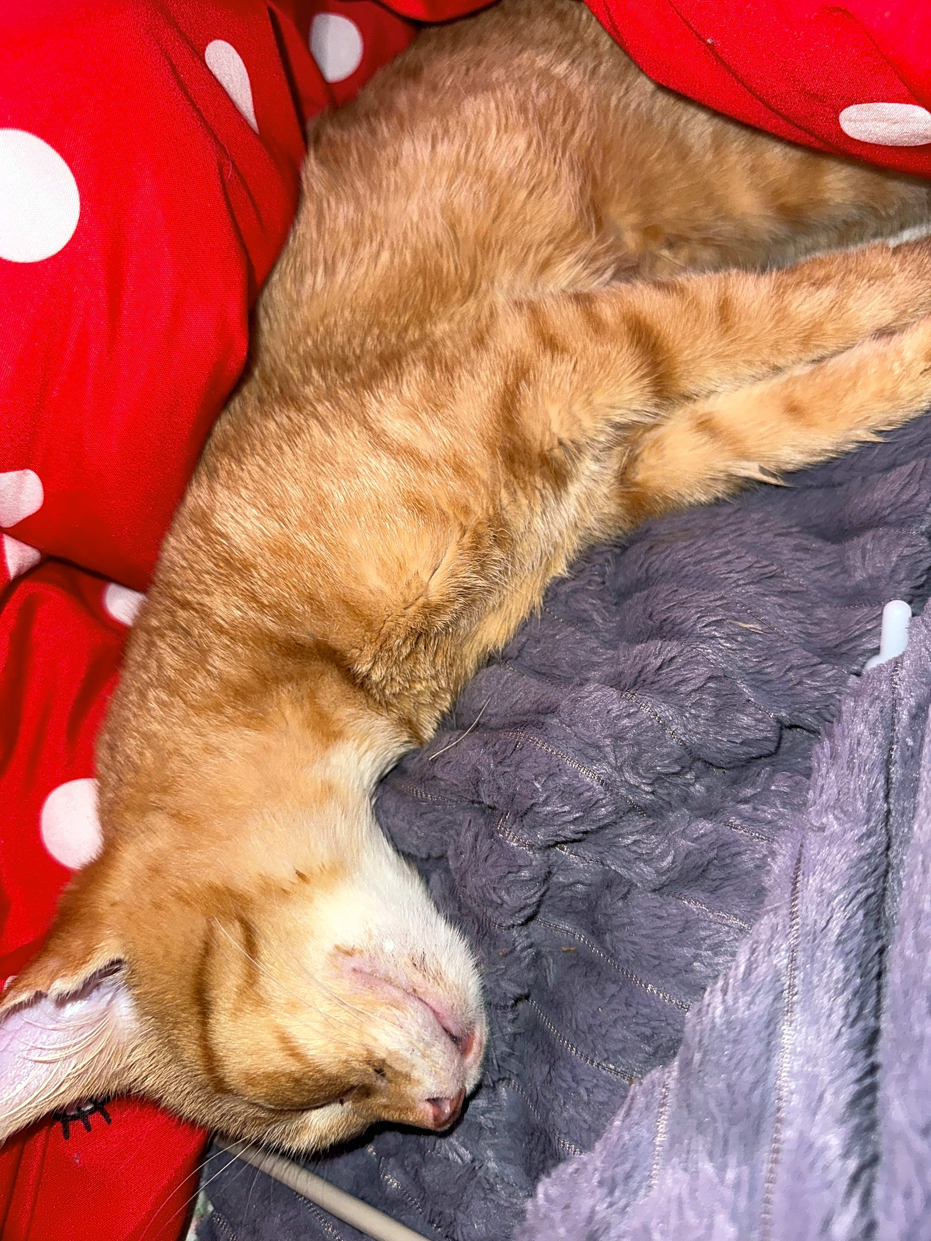 Photo of Alvin
