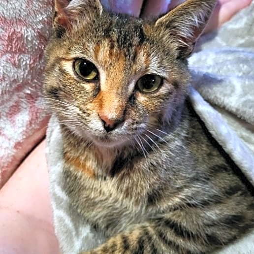 Photo of Piper