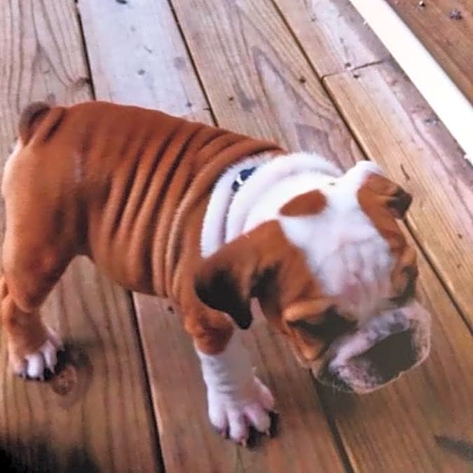 Photo of Ollie