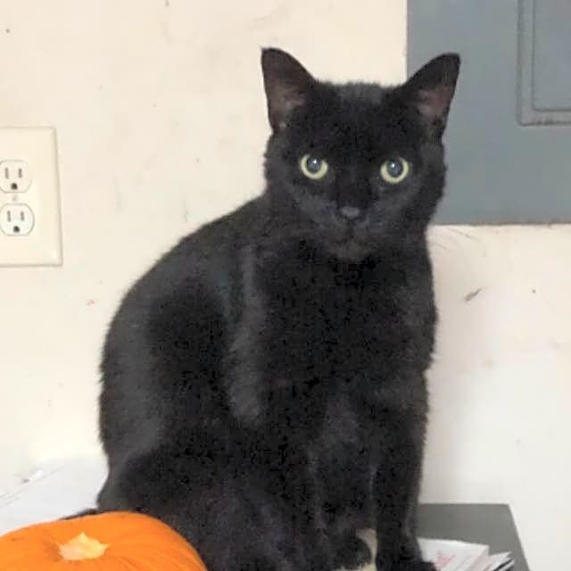 Photo of Kitty