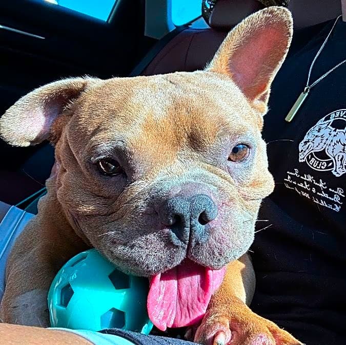 Photo of Rocky