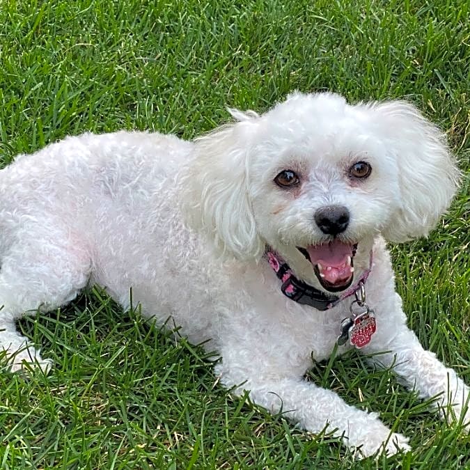 Photo of Paloma