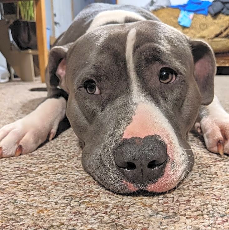 Photo of Finley