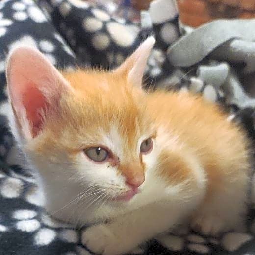 Photo of Honeybun