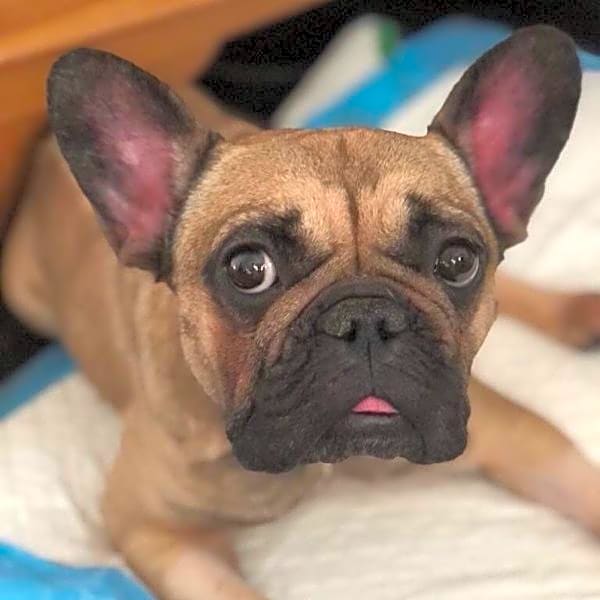 Photo of Hugo