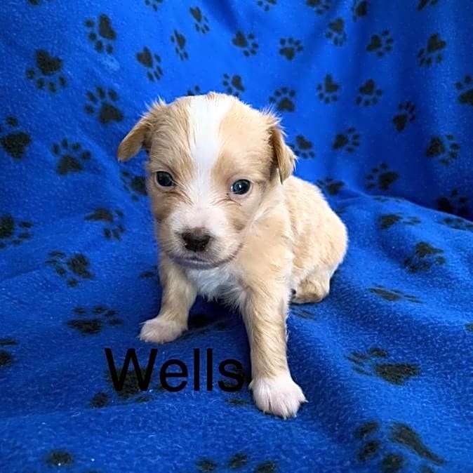 Photo of Wells