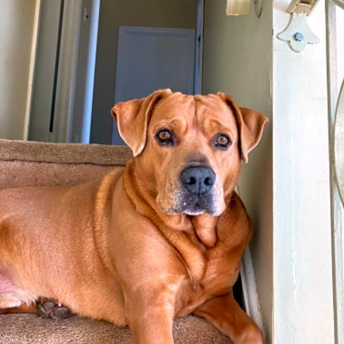 Photo of Ozzie