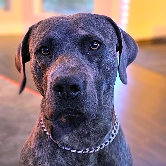 Photo of MrGrey