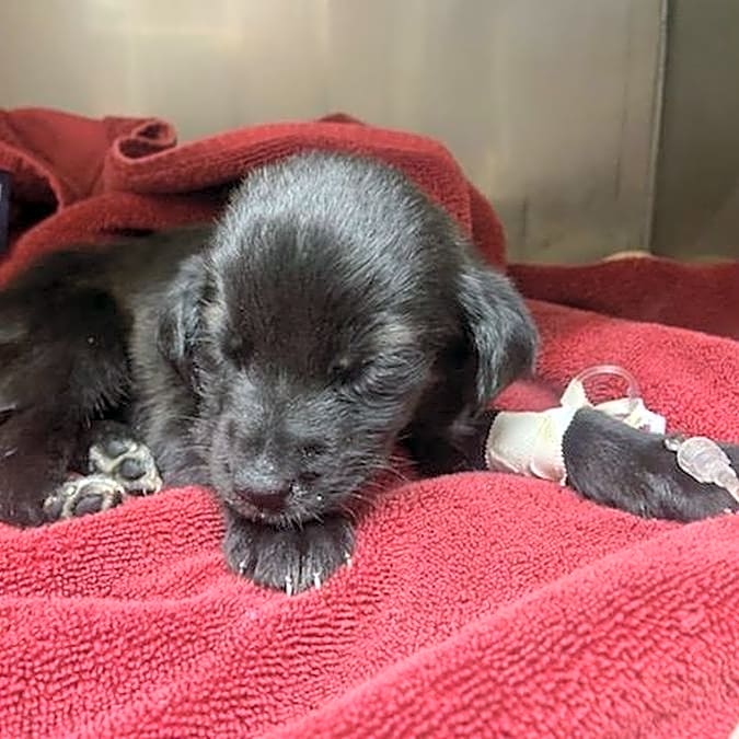 Photo of Litter of Puppies