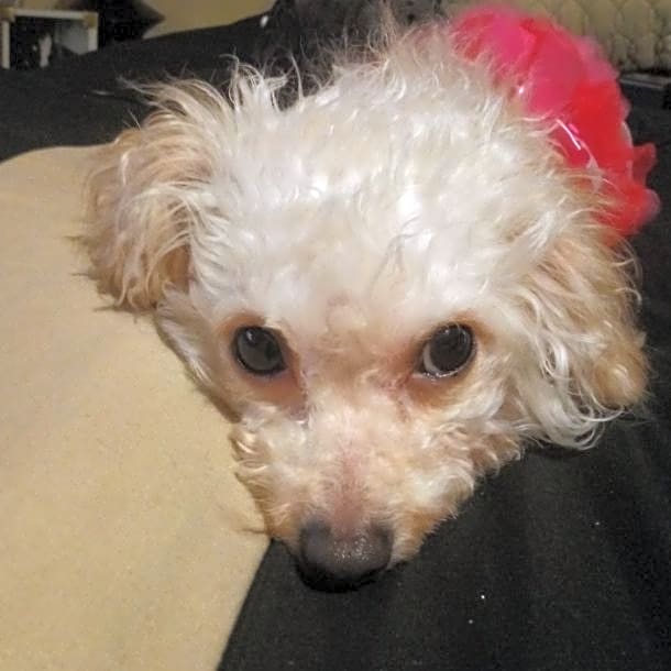 Photo of Honey