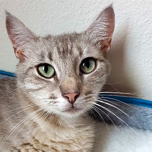 Photo of Luna